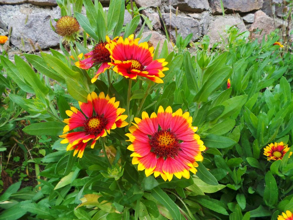 Blanket flowers