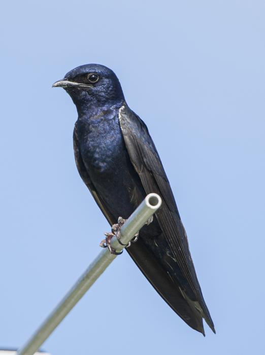 Purple martin