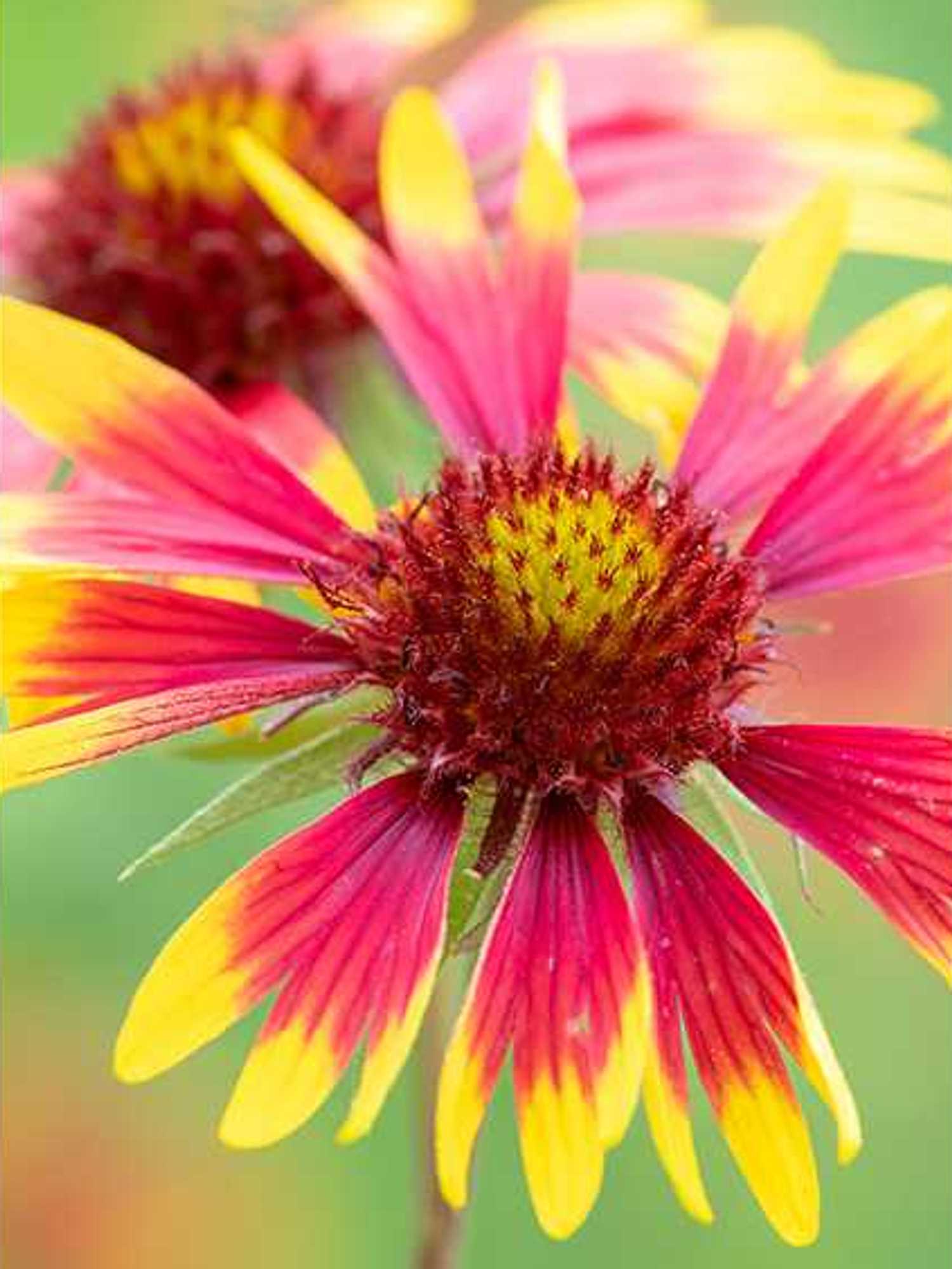 blanket flower