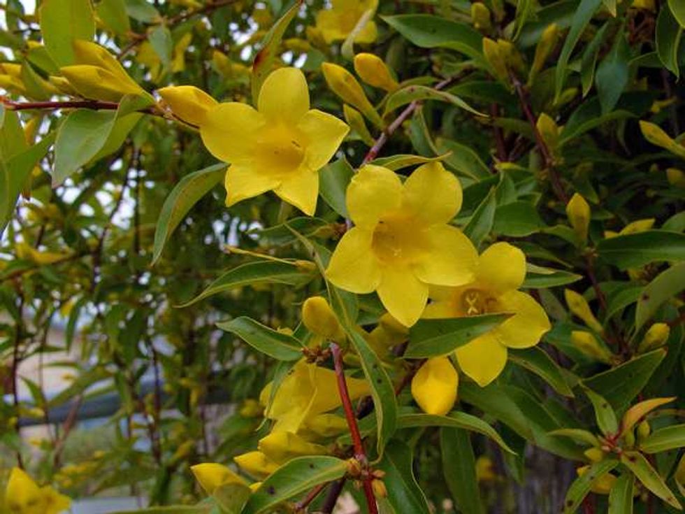 Carolina jessamine