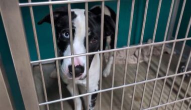 San Antonio Pets Alive! issues urgent call for puppy fosters over spring break