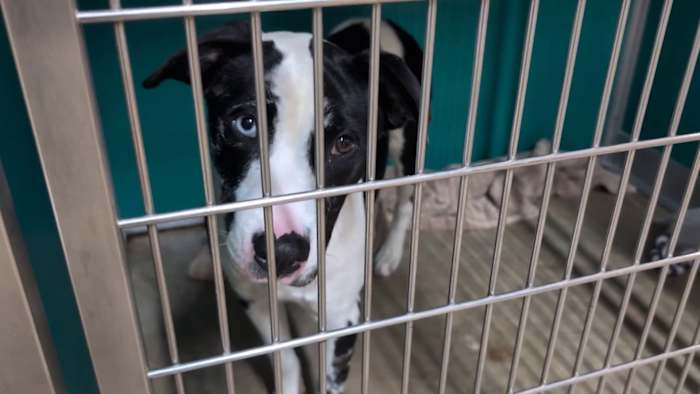 San Antonio Pets Alive! issues urgent call for puppy fosters over spring break