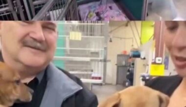 San Antonio Pets Alive! issues urgent call for puppy fosters