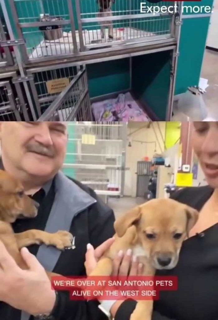San Antonio Pets Alive! issues urgent call for puppy fosters