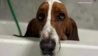 'Sheriff' the basset hound shot 3 times in fenced North Texas yard; family pleads for answers