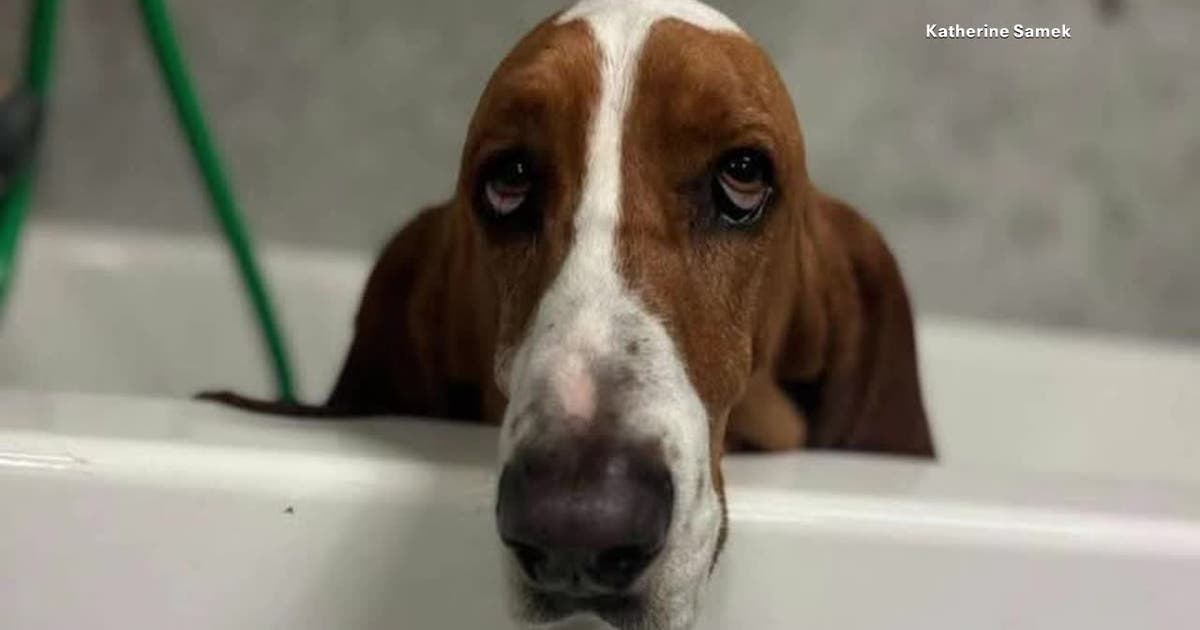 'Sheriff' the basset hound shot 3 times in fenced North Texas yard; family pleads for answers