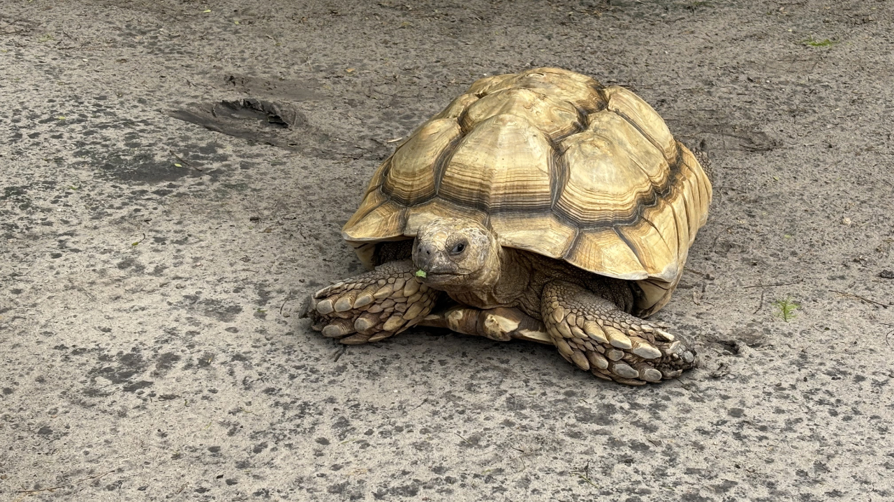 South Texas Botanical Gardens