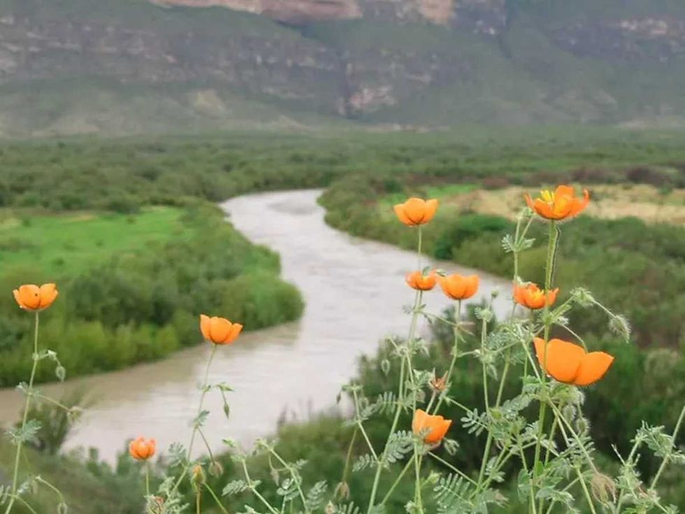Caltrops in Big Bend National Park