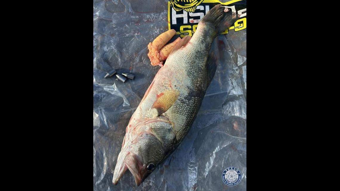 Man arrested over weights stuffed in bass at fishing contest