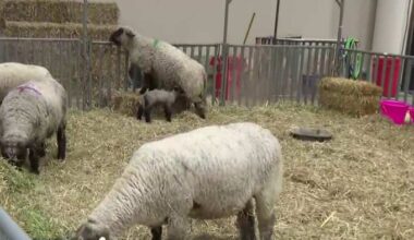 How to save big on rides, games and food