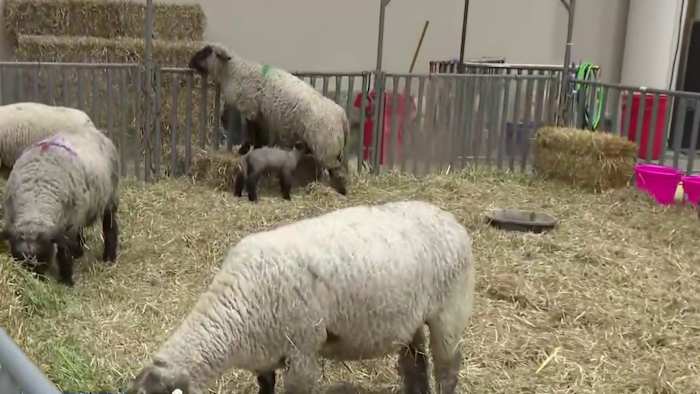 How to save big on rides, games and food