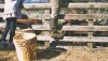 A female pig farmer with dirty boots is photographed from the waist up, straddling a pig pen fence, with a white bucket of slop on the ground beside her, sitting on a bed of hay. A little girl is standing on the other side of the white bucket.