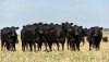 Angus cattle grazing