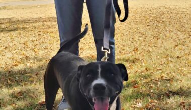 Good Day Good Dog: Hank