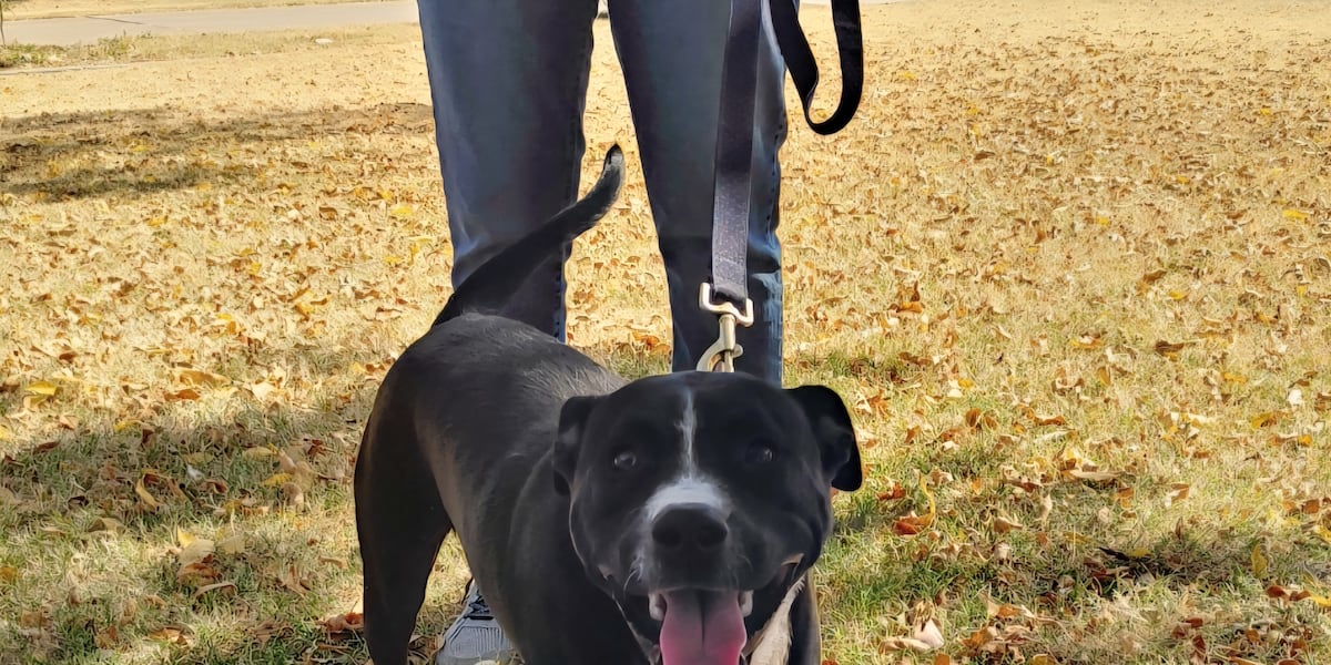 Good Day Good Dog: Hank