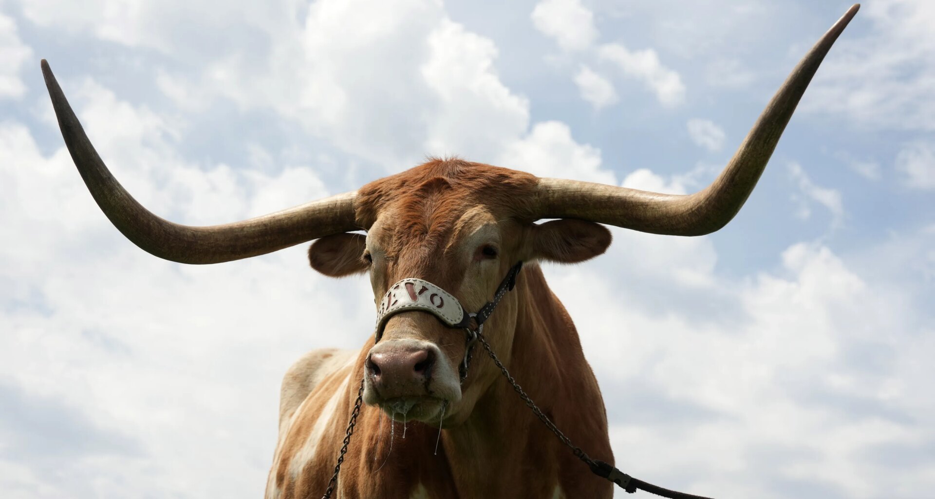 Best of Texas Longhorns live mascot Bevo XV