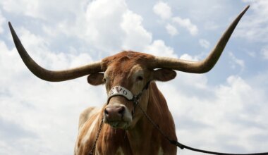 Best of Texas Longhorns live mascot Bevo XV