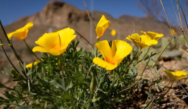 Yahoo lifestyle home