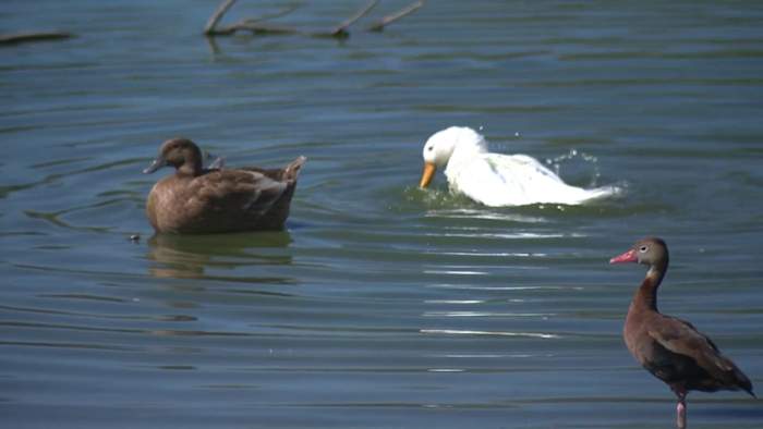 Neighbors worried about safety, water quality at Heritage Duck Pond Park