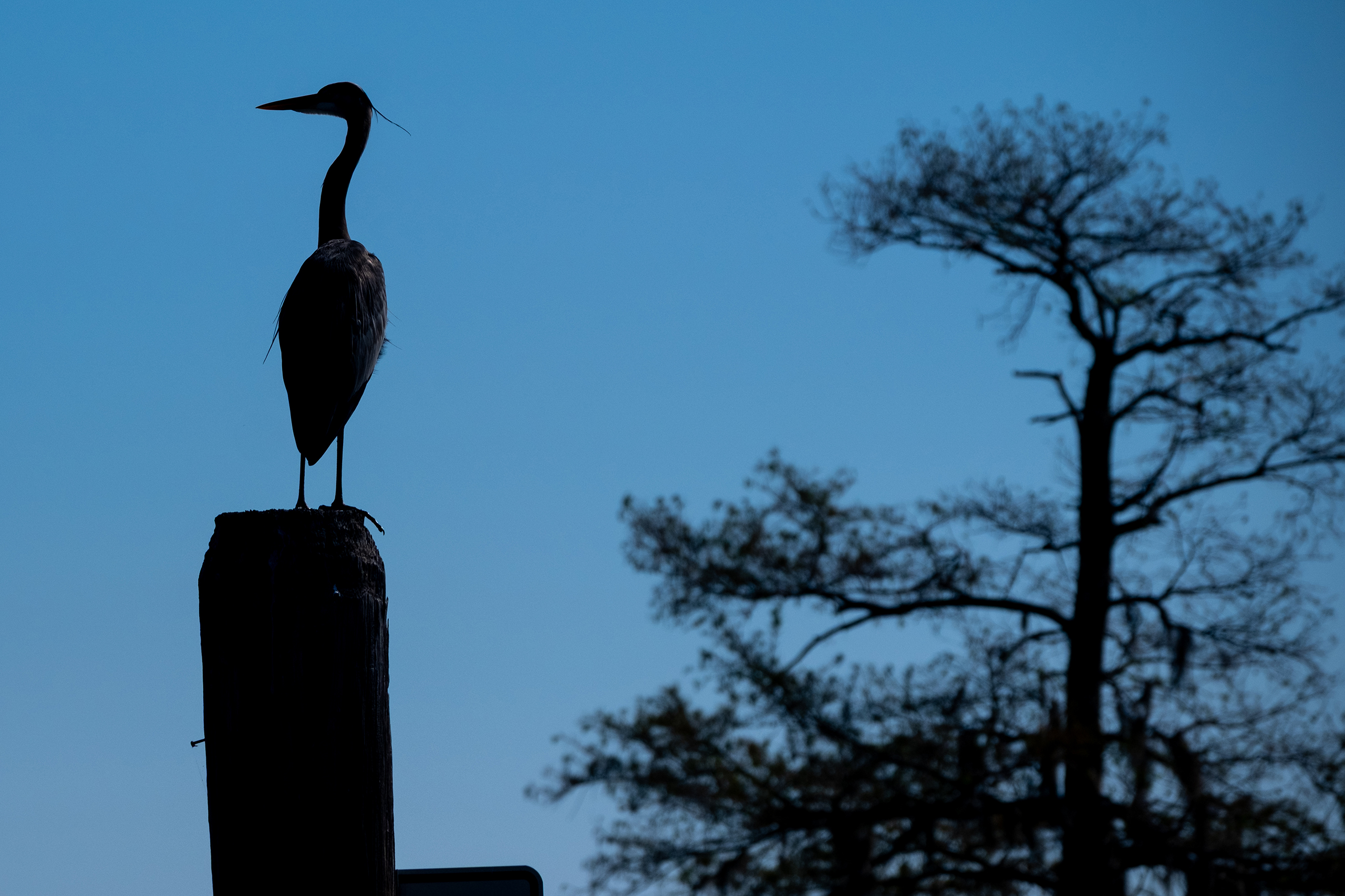 A blue heron at Caddo Lake..