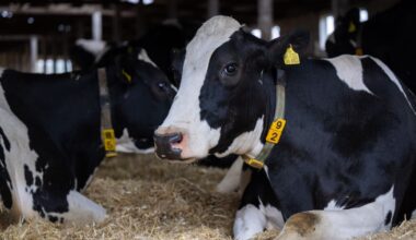 Texas cow feedlot virus not spreading in Panhandle, officials say