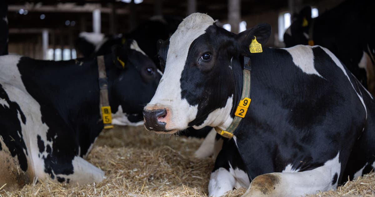 Texas cow feedlot virus not spreading in Panhandle, officials say