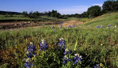 Where are the best places to see Bluebonnets in Central Texas?