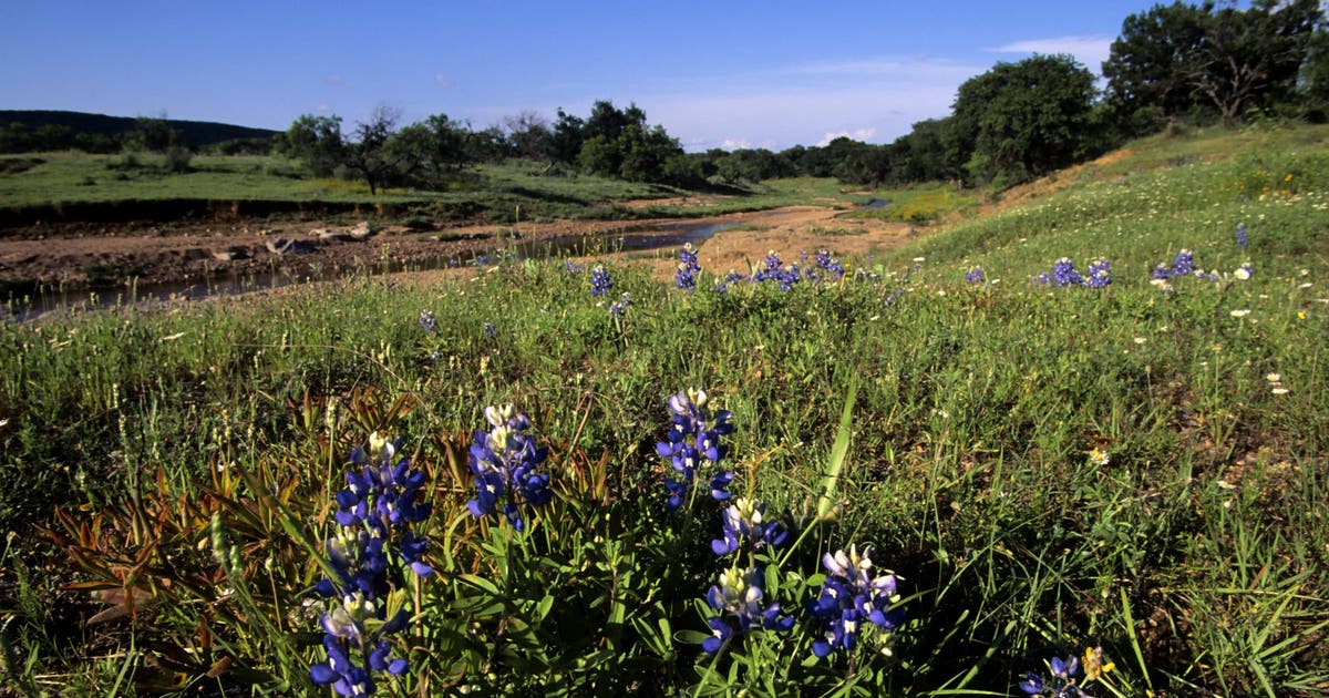 Where are the best places to see Bluebonnets in Central Texas?