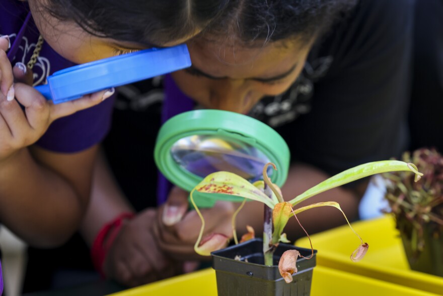Dallas ISD students look closely at carnivorous plants during a field trip Tuesday, March 10, 2026, at the Dallas Arboretum.