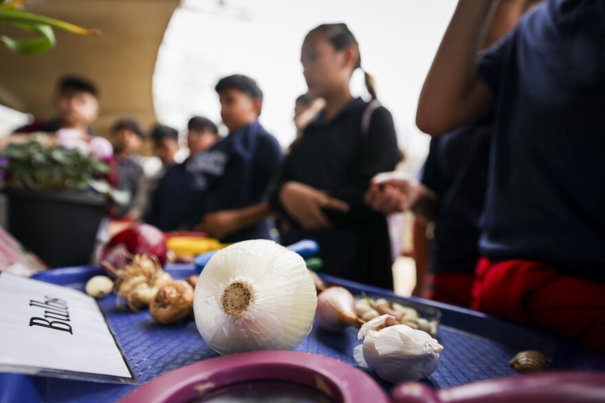 Dallas ISD students learn about bulbs during a field trip Tuesday, March 10, 2026, at the Dallas Arboretum.