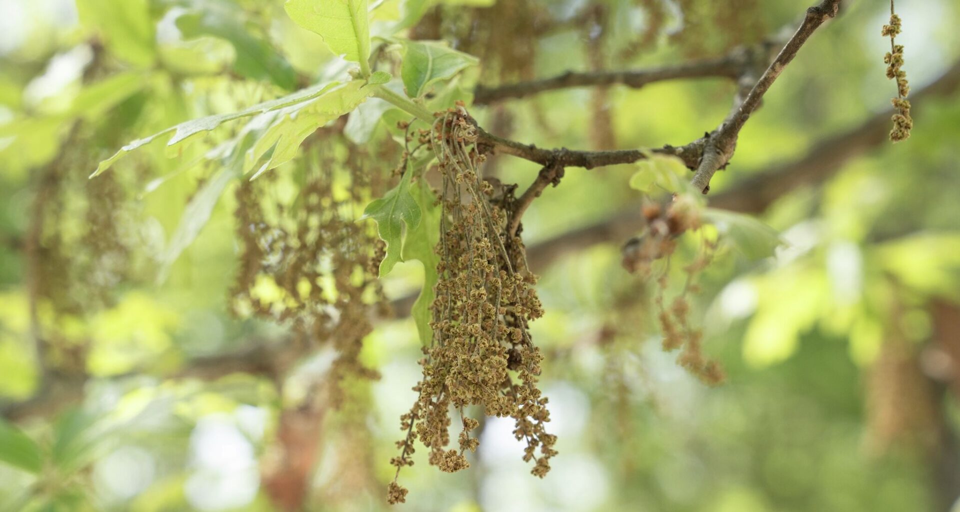 Austin oak pollen season is here. How high is the count