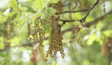 Austin oak pollen season is here. How high is the count