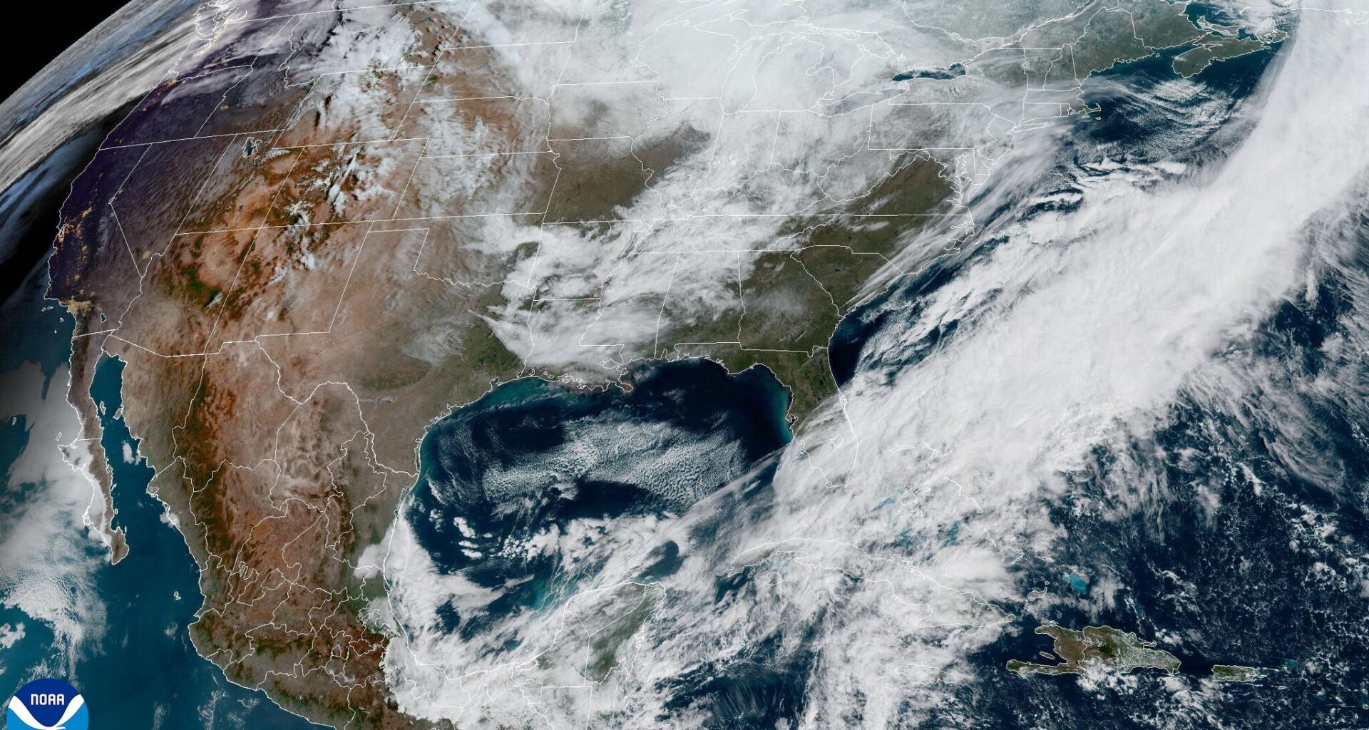 Austin weather is stressing bluebonnets. Here's what the experts say