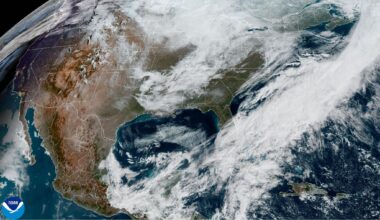 Austin weather is stressing bluebonnets. Here's what the experts say