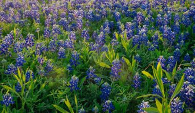 2026 North Texas Bluebonnet Guide: Where to Find the Best DFW Blooms