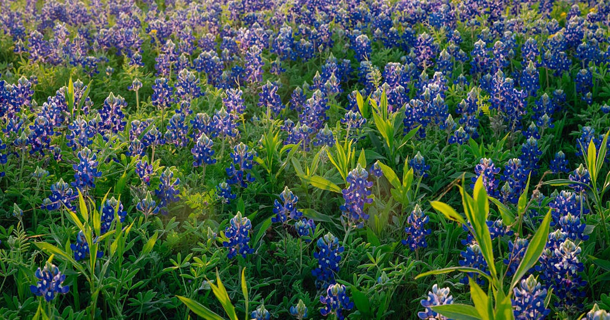 2026 North Texas Bluebonnet Guide: Where to Find the Best DFW Blooms