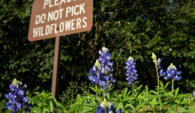 Where to find the best bluebonnets in Houston this Spring