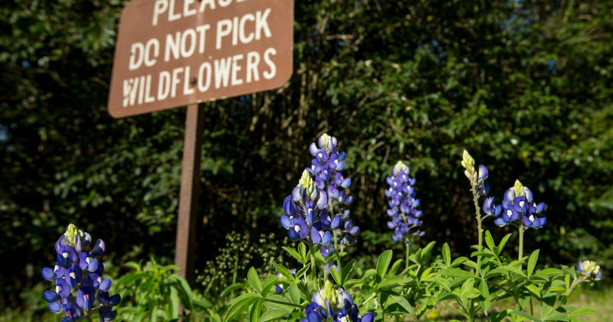 Where to find the best bluebonnets in Houston this Spring
