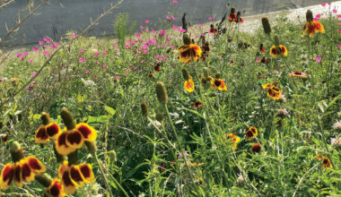 Houston’s Favorite Spring Traditions | Houstonia Magazine