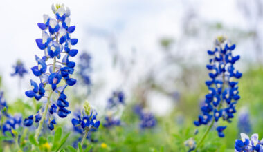 Where to see bluebonnets near Austin, Central Texas: 2026 map