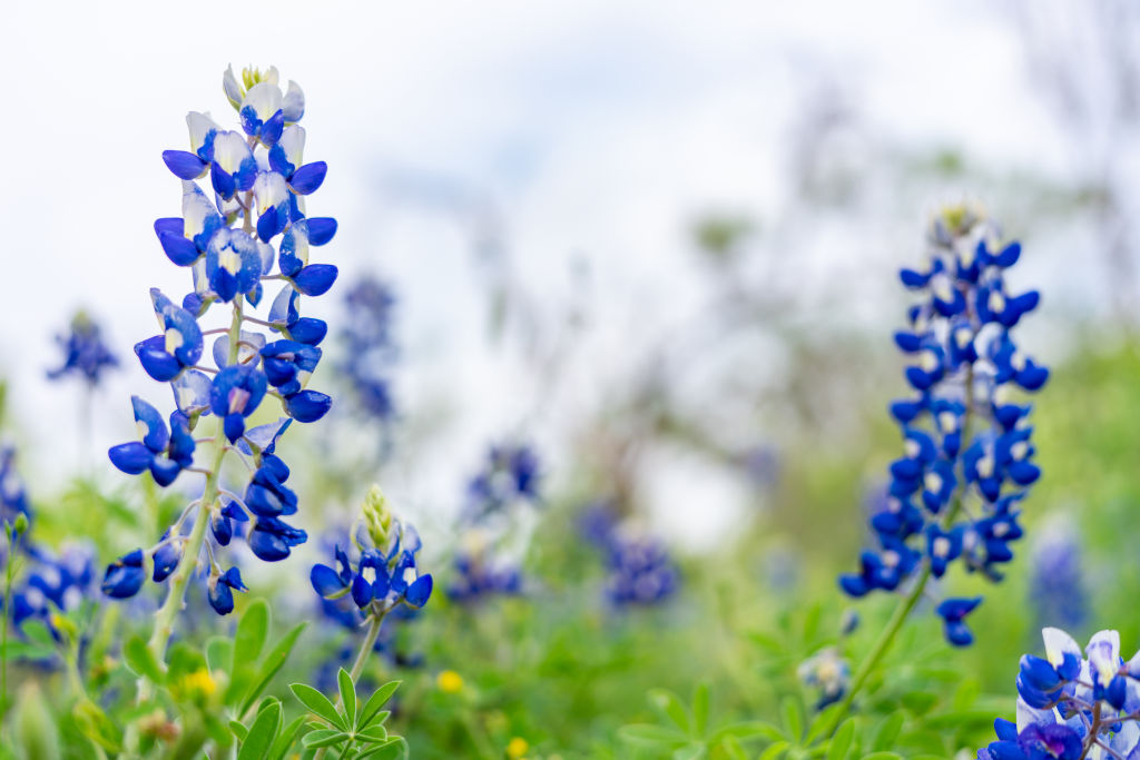 Where to see bluebonnets near Austin, Central Texas: 2026 map