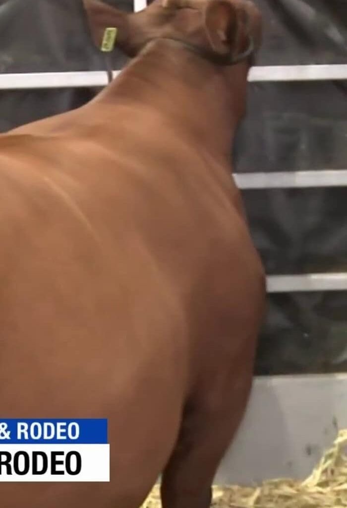 Today is the day of the Jr Market Show at the Houston Rodeo