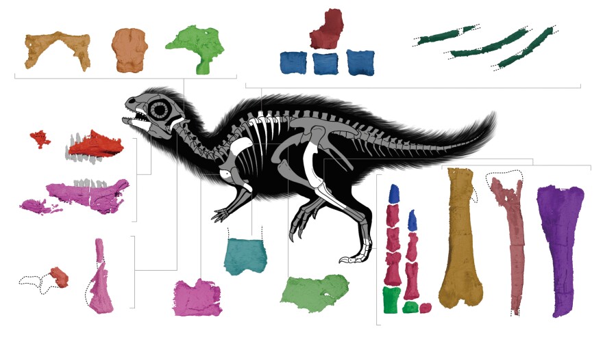 The skeletal anatomy of a juvenile Doolysaurus huhmini. The graphic highlights the fossil bones that were found with the dinosaur.