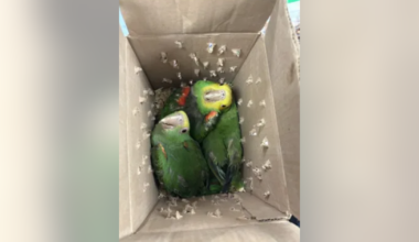CBP finds live parrots being smuggled into Texas