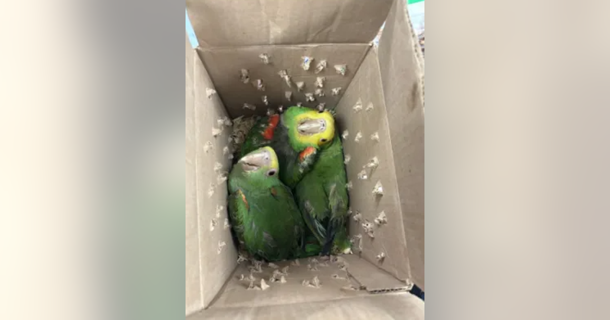 CBP finds live parrots being smuggled into Texas