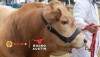 Rodeo Austin - large Charolaise bull in a country show