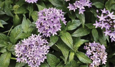 The Ultimate Houston Gardening Guide for Every Season