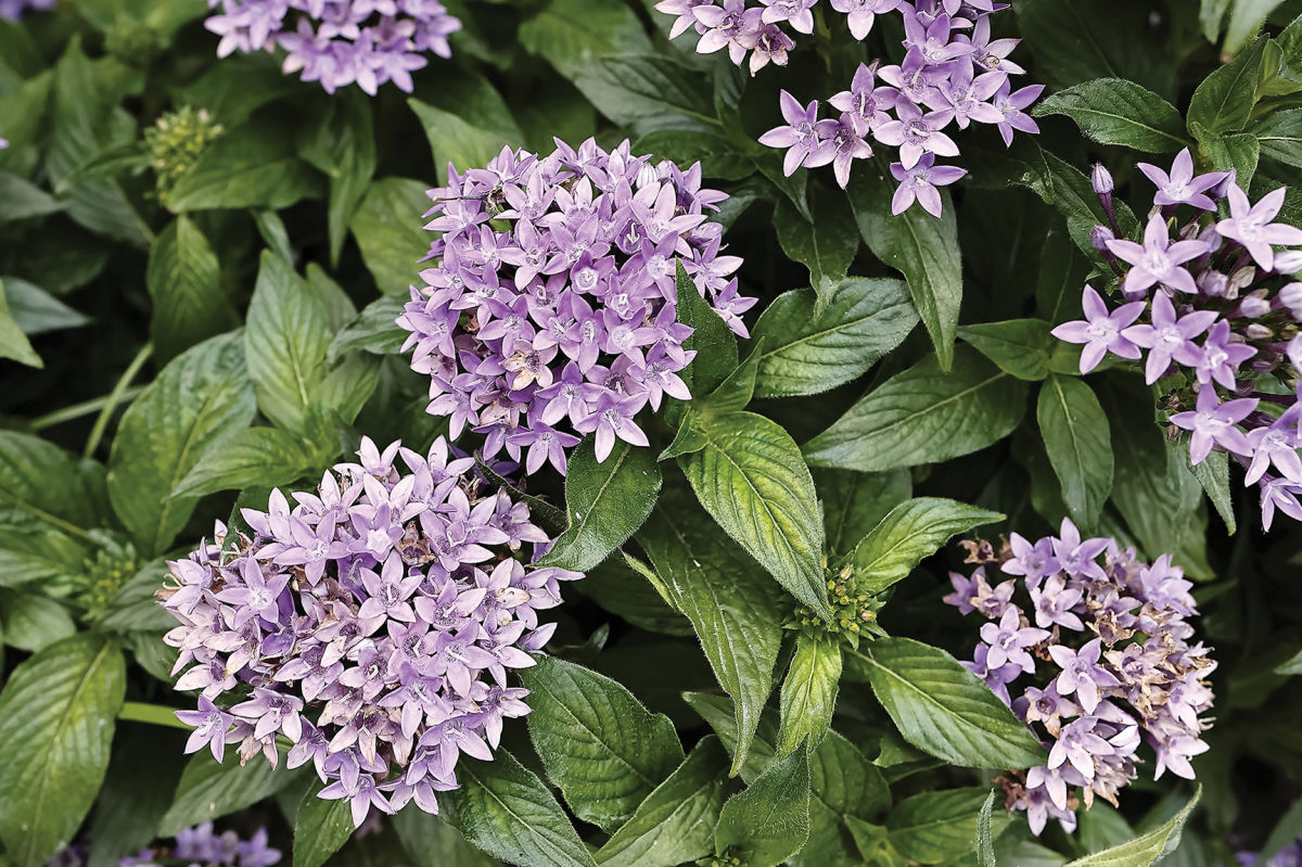 The Ultimate Houston Gardening Guide for Every Season