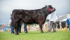 Black cow at a livestock show