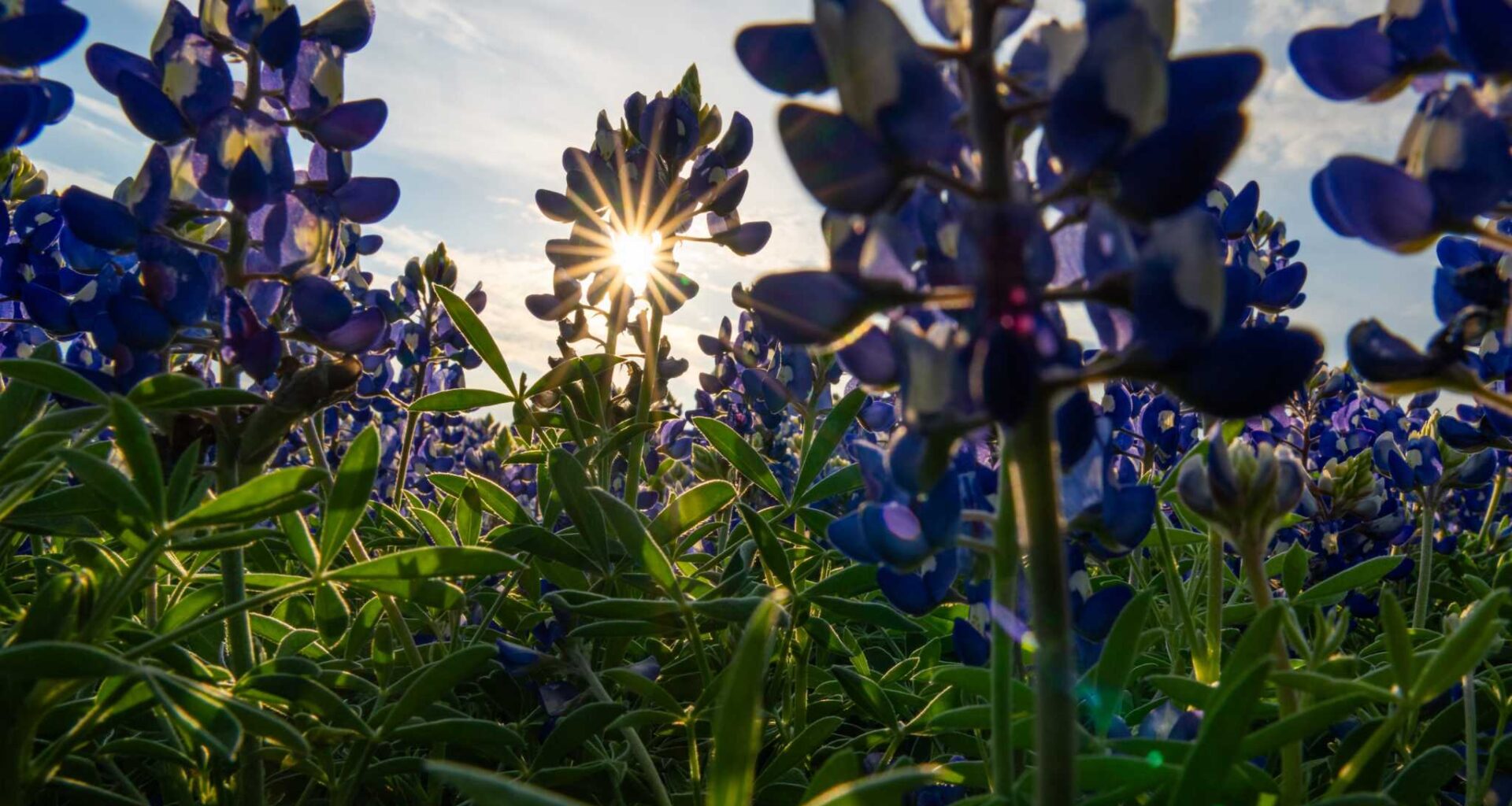 Bluebonnet seeds show resilience during Texas drought